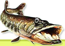 Karp Design nahaczyku.xmc.pl